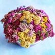 Yarrow Seeds, Flowerburst Fruitbowl 