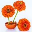 Zinnia Seeds, Benary's Giant Orange