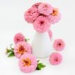 Zinnia Seeds, Oklahoma Pink