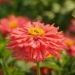 Zinnia Seeds, Pink Senorita 