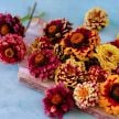 Zinnia Seeds, Aztec Sunset