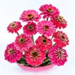Zinnia Seeds, Exquisite