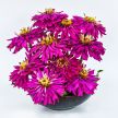 Zinnia Seeds, Lila Cactus