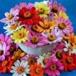 Zinnia Seeds, Salsa Mix