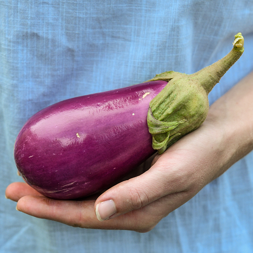 Rosita eggplant, a small eggplant sitting in someone's hand.