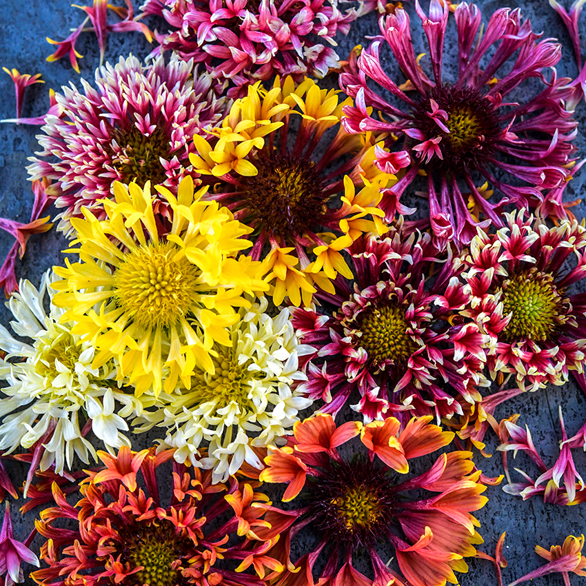 Gaillardia colors store