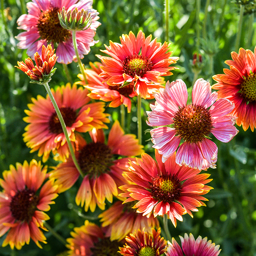 Indian blanket flower seeds deals