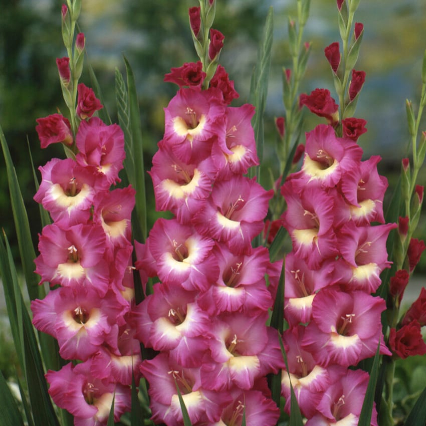 Gladiola Anouk 10 bulbs