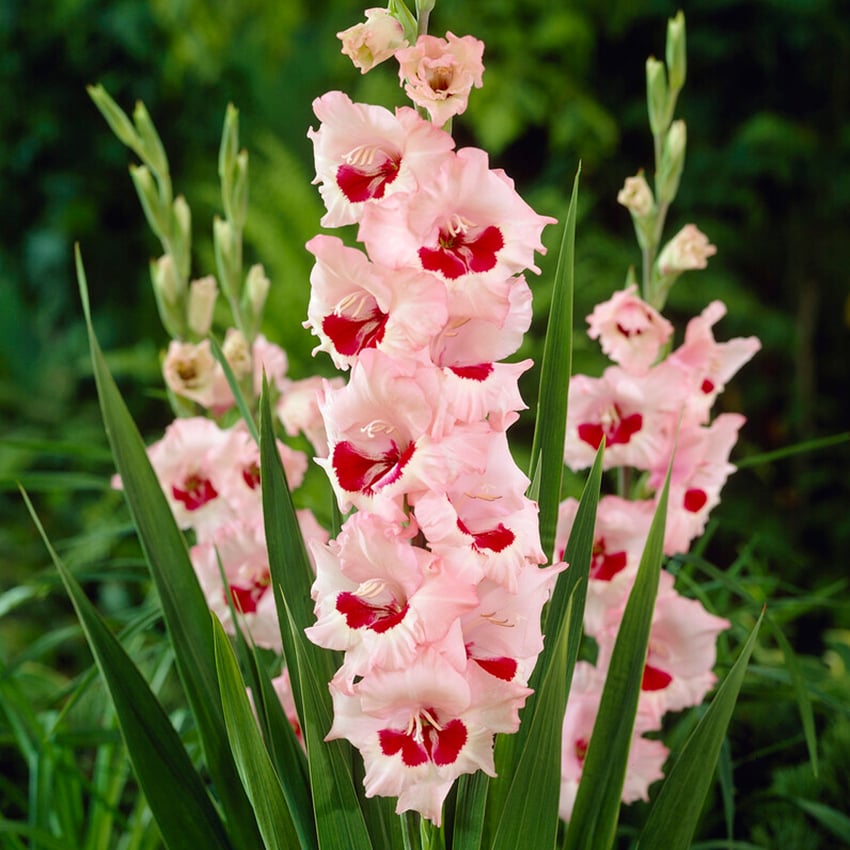 Gladiola top