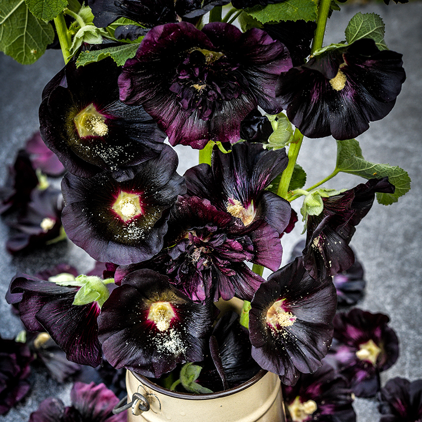 Hollyhock deals