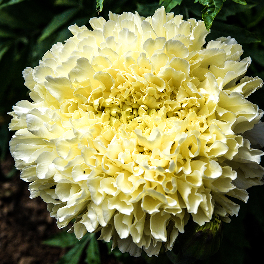 White marigold flower hot sale