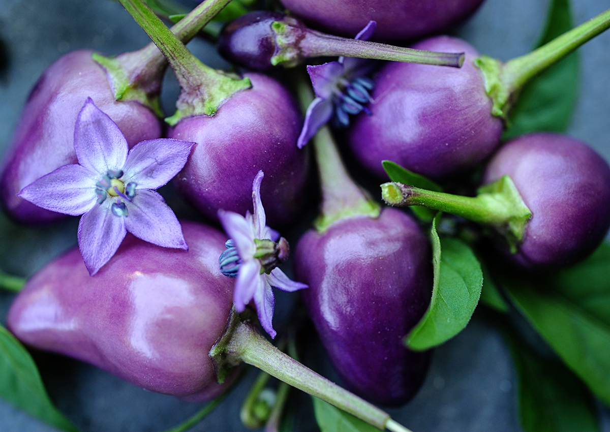 Blue peppers hotsell
