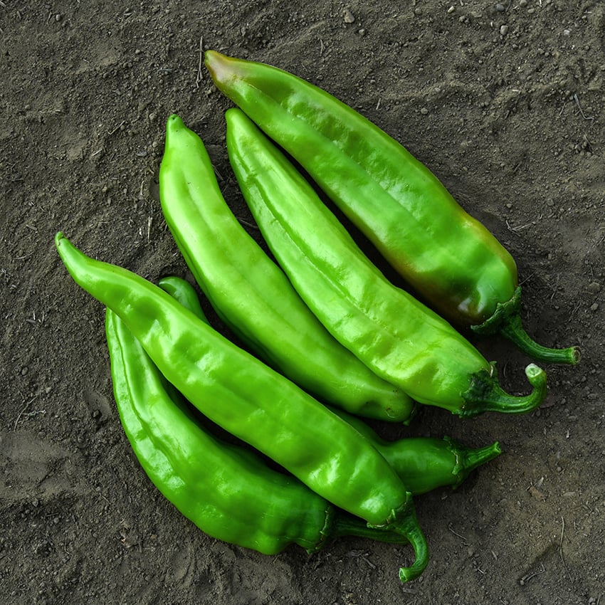 Chili pepper deals long johns