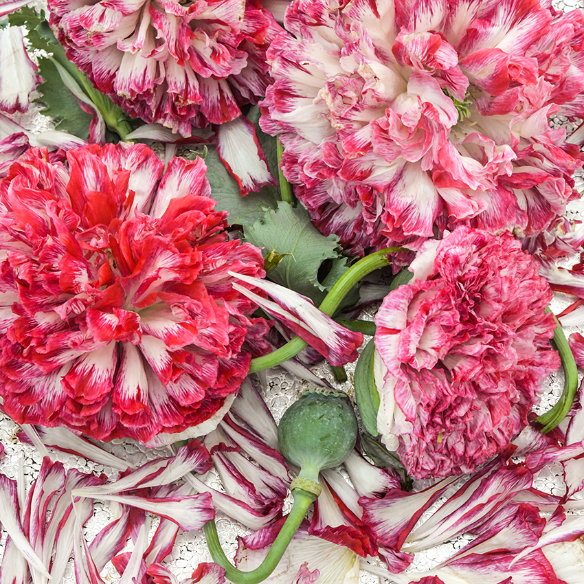 Flemish Antique poppy flowers, pink and white petals.