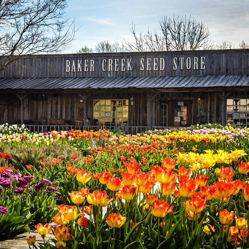 Baker Creek Tulip Festival April 2024 (per vehicle)