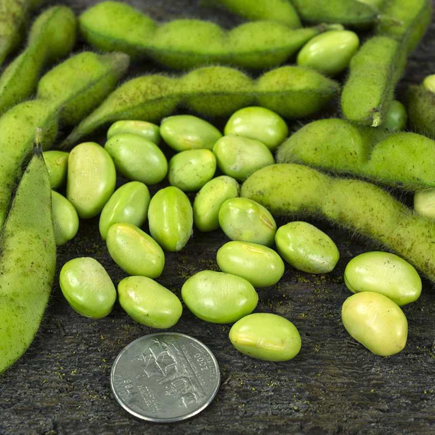 Midori Giant Soyabean Seeds | Baker Creek Heirloom Seeds