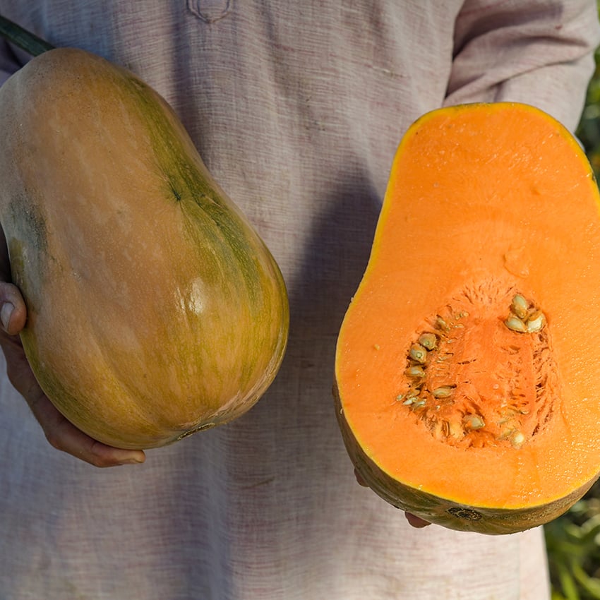 Sucrine Du Berry Squash Seeds Baker Creek Seeds