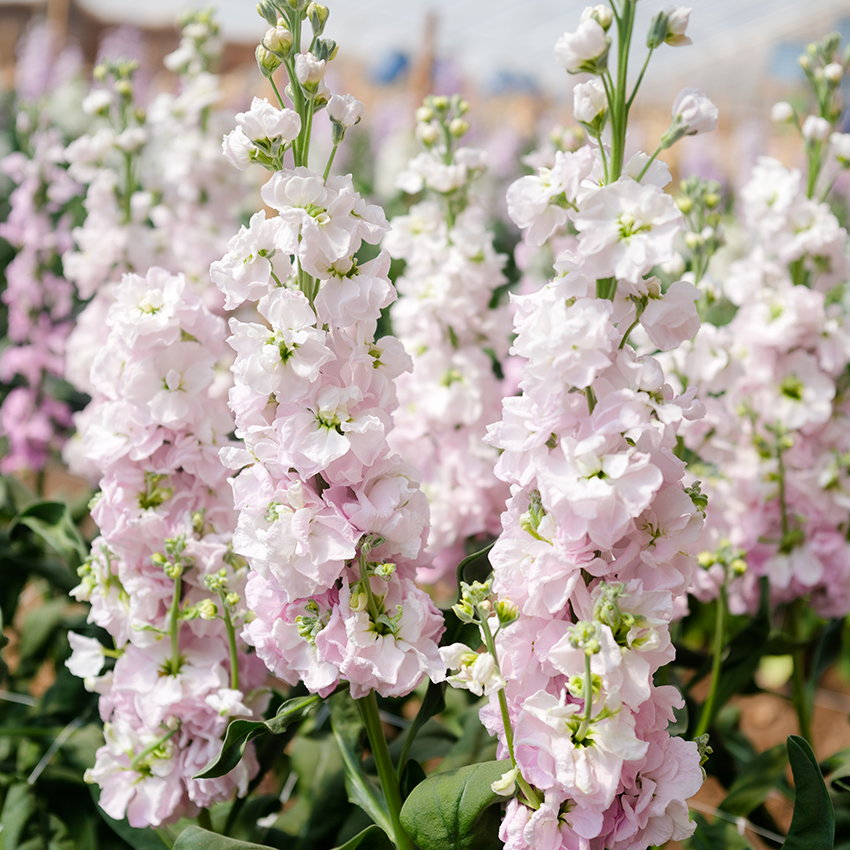 Sakura online bloom clove