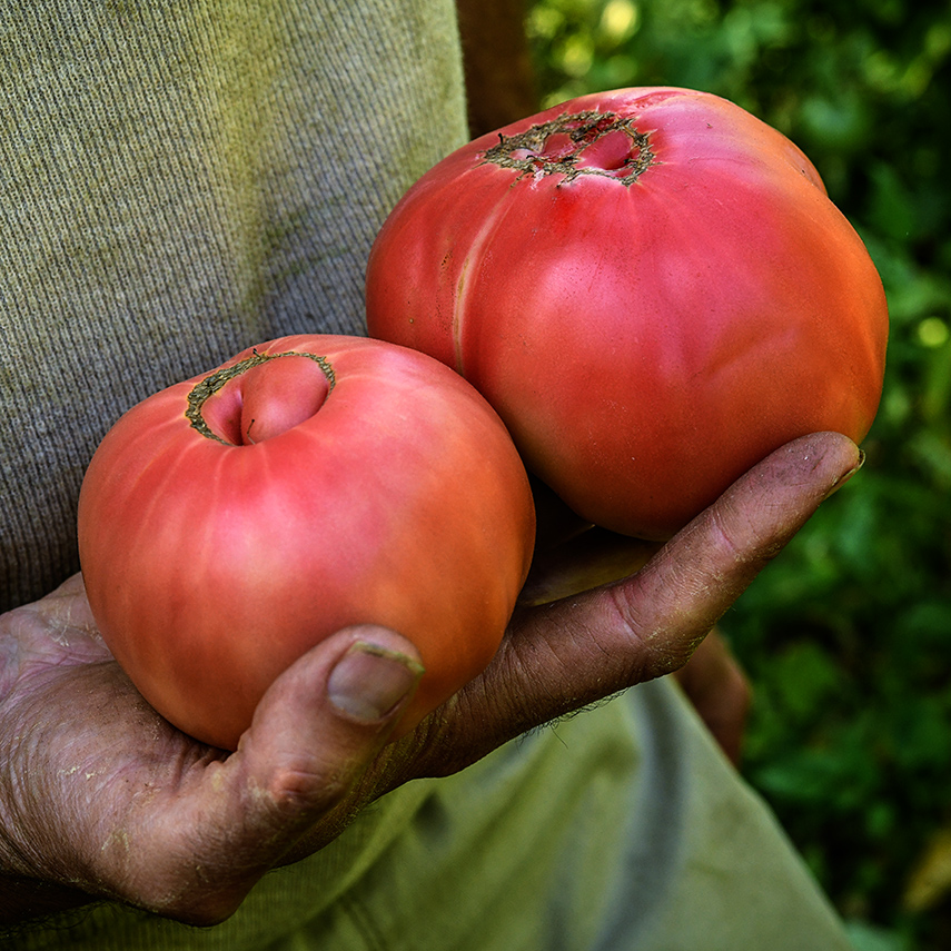 Brandywine Sudduth's Strain tomatoes, large red and yellow tomatoes being held in someone's hand.
