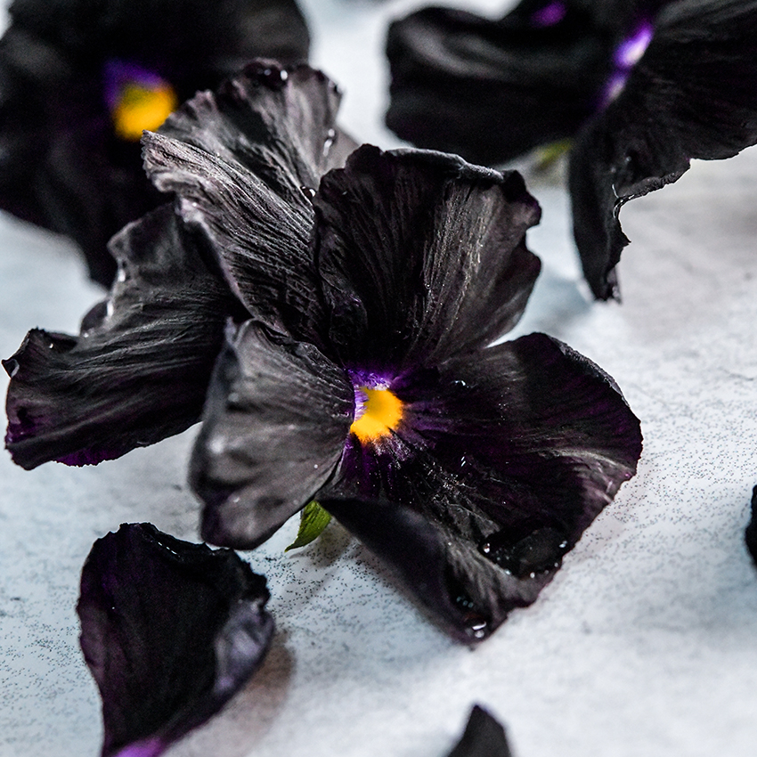 Black pansy outlet