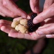 Blackberry Plants