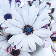 Daisy Seeds