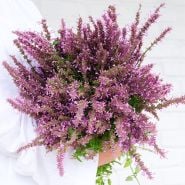 Agastache Seeds