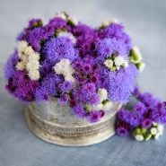 Ageratum Seeds
