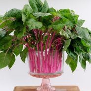 Amaranth Seeds