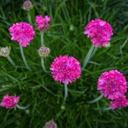 Armeria Maritima Seeds