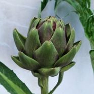 Artichoke Seeds