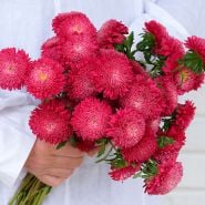 Aster Seeds