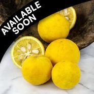 Citrus Plants