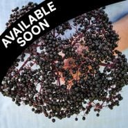 Elderberry Plants