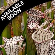 Pitcher Plant Rhizomes