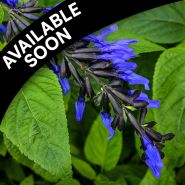 Salvia Plants