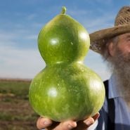 Gourd Seeds