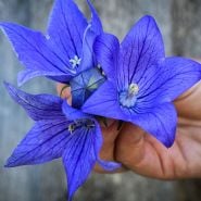 Balloon Flower Seeds