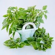 Basil Plants