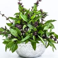 Basil Seeds