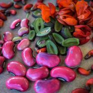 Bean Seeds, Runner 