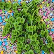 Bells Of Ireland Seeds