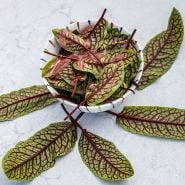 Dock or Sorrel Seeds