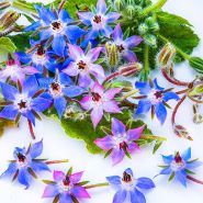 Borage Seeds
