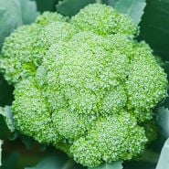 Broccoli Seeds