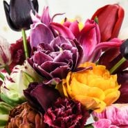 Tulip Bulbs 