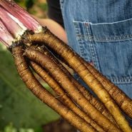 Burdock Seeds