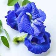Butterfly Pea Seeds
