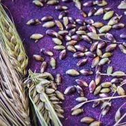 Barley Seeds