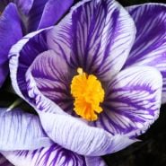 Crocus Bulbs
